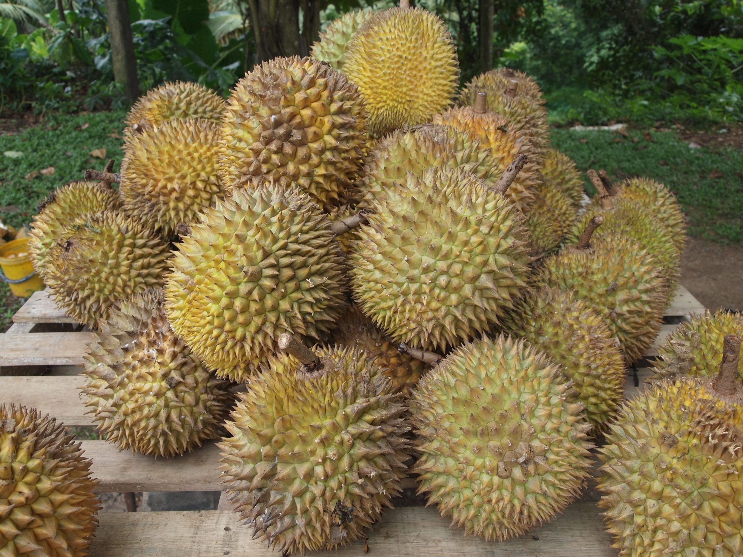 ATAY DURIAN 1 atay durian scaled
