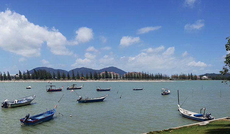 cu teluk muroh lumut perak