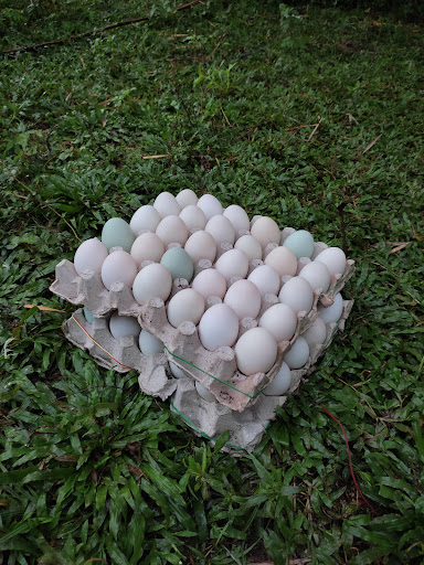 KELI HOUSE ENTERPRISE - CT0097902-V (Pembekal Ikan Keli Segar Siap Proses)