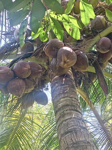 Halim Santan kelapa Kuala kedah