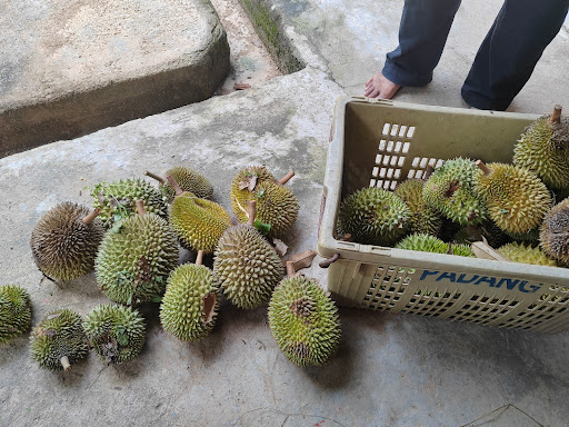 Durian