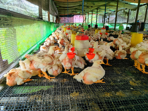 Ayam Kuning Beringin