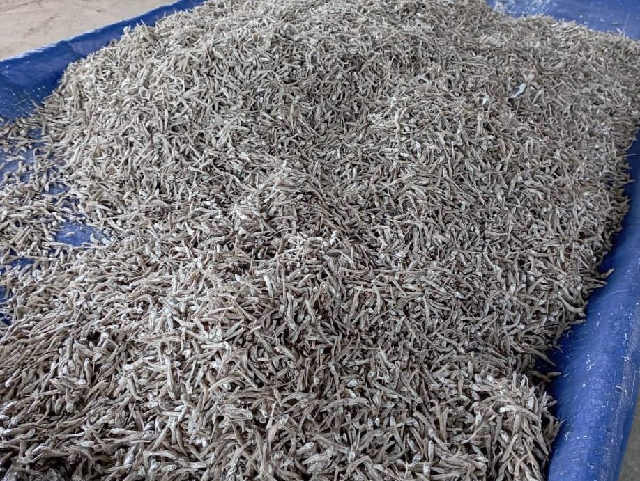 fatimah ikan bilis lawas