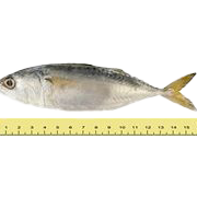 ikan segar lawas