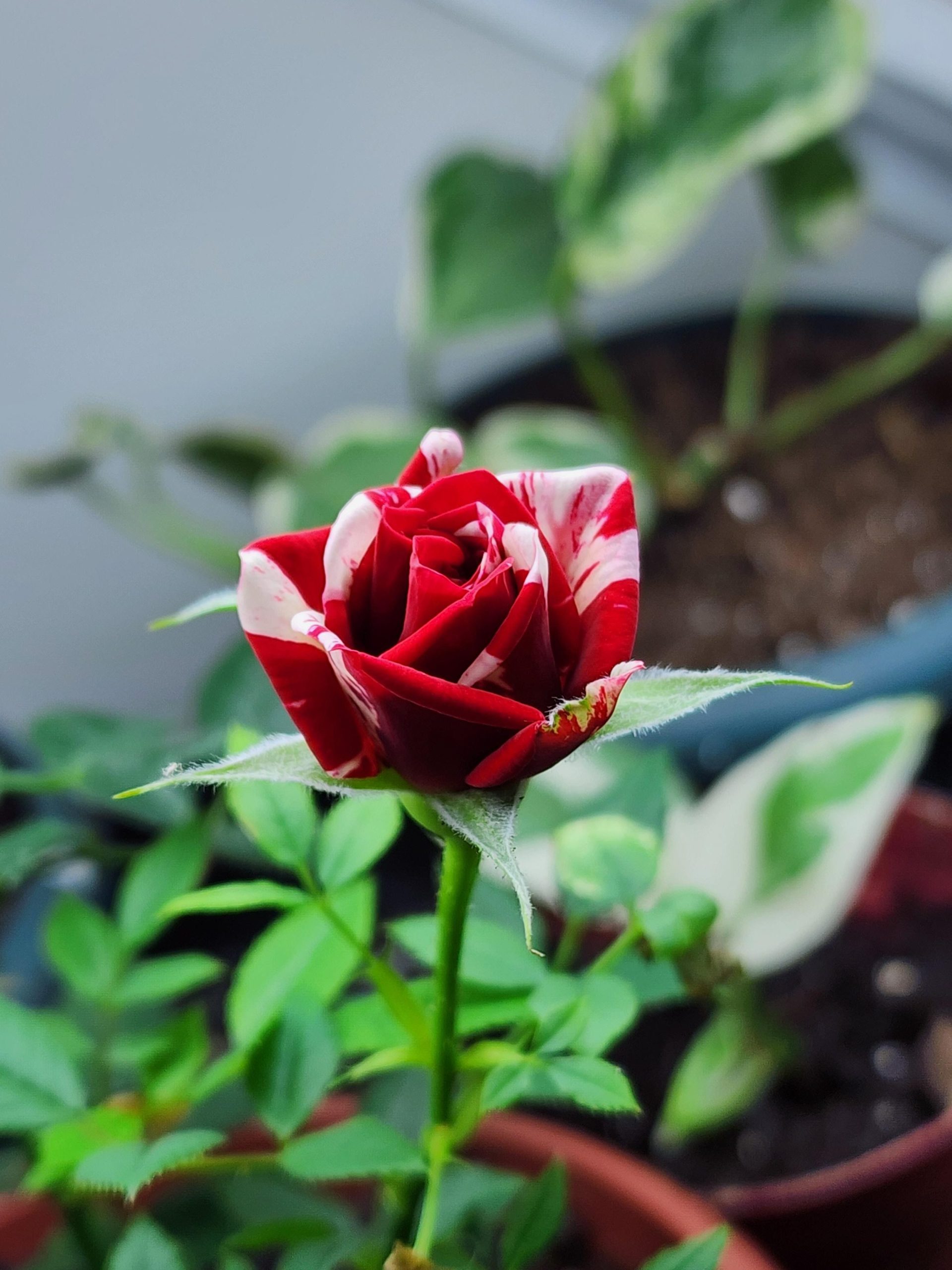 kedai runcit rose scaled