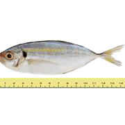 pasar segar nor