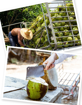 Pembekal Kelapa 1 pembekal kelapa