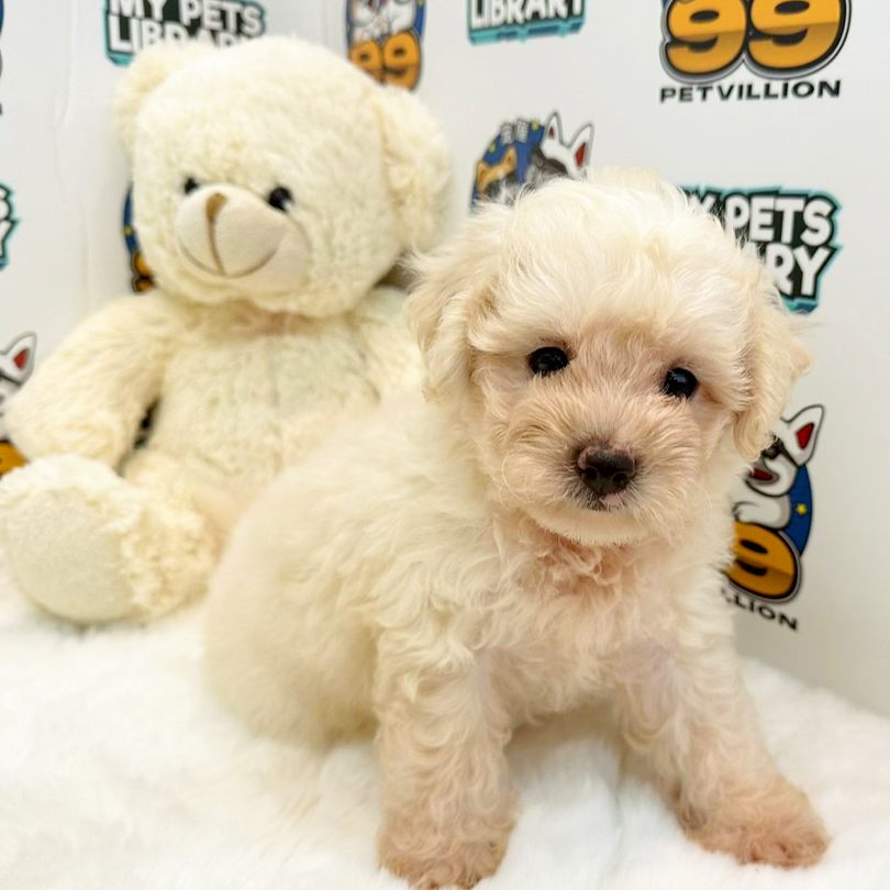 PETVILLION PETS MART 1 petvillion pets mart